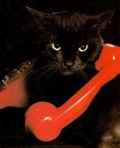 a black cat sitting next to a red telephone