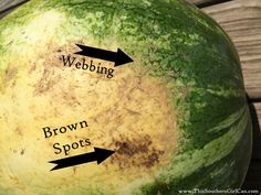 a large green watermelon with brown spots and black arrows pointing to webbling