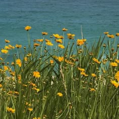 yellow flowers are growing in the grass by the water's edge, along with other plants