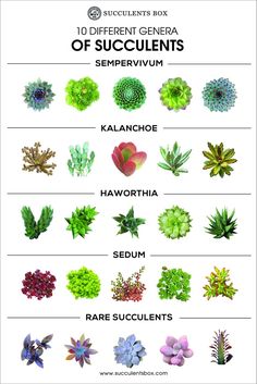 the different types of succulents are shown in this poster