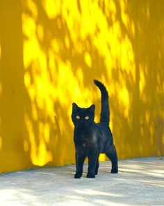 a black cat is walking on the sidewalk in front of a yellow wall and shadow