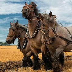 two horses pulling a plow in the middle of a wheat field with blue sky and clouds