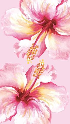 two pink and white flowers with yellow stamens on a light pink background, painted in watercolor