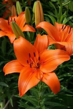 an orange flower with green leaves in the background