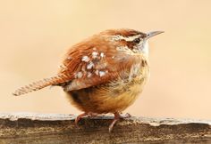 a small brown and white bird sitting on top of a wooden fence post next to a field