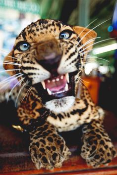 a stuffed leopard with its mouth open and it's teeth wide open, sitting on top of a table