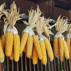 corn on the cob hanging from a wooden fence