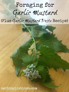 a bunch of green leaves sitting on top of a wooden table with text overlay reading foraging for garlic mustard