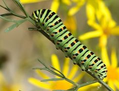 a green and black caterpillar sitting on top of yellow flowers