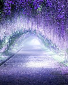 the tunnel of wisters in full bloom is lit up with purple lights and fog