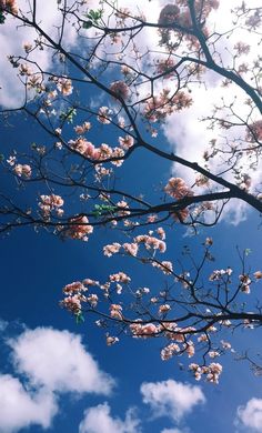 an instagram photo with pink flowers and blue sky in the background, taken from below