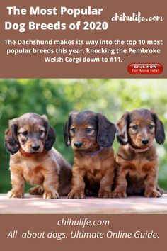 three dachshund puppies sitting on top of a wooden table next to each other