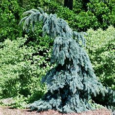 a blue pine tree in the middle of some bushes