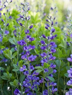 purple flowers with green leaves in the background