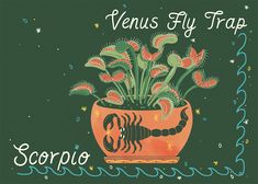 an image of a scorpion plant in a pot with the words venus fly trap on it