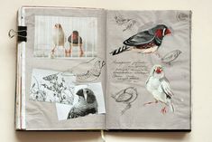 an open book with drawings and birds on the pages, including one red - breasted parakeet