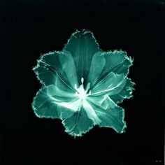 a large green flower on a black background