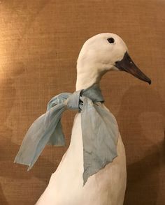 a white duck with a blue ribbon around its neck sitting on a brown surface next to a lamp