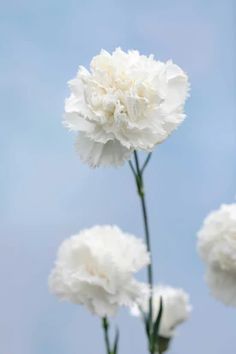 three white carnations in front of a blue sky