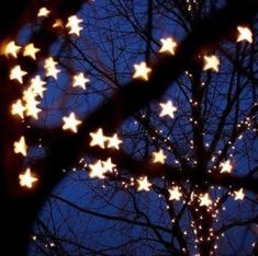 stars are lit up in the night sky behind a tree with no leaves on it