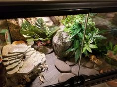 a fish tank filled with rocks and plants