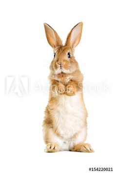 a small rabbit is sitting on its hind legs and looking up at the camera with an open