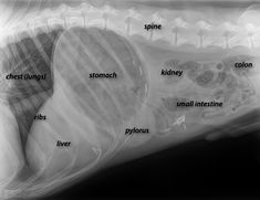 an x - ray shows the location of different types of bones and their corresponding structures