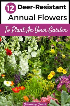 flowers in the garden with text overlay that reads 12 deer resistant annual flowers to plant in your garden