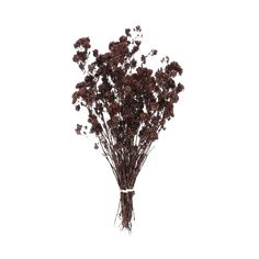 dried flowers are arranged on a white background