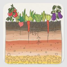 carrots and radishes growing in the ground square stickers, set of 4