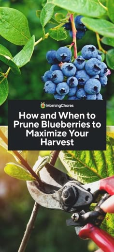 blueberries are being pruned to ripen in the garden with text overlay