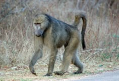 a baboon walking on the side of a road