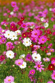 pink and white flowers are in the grass