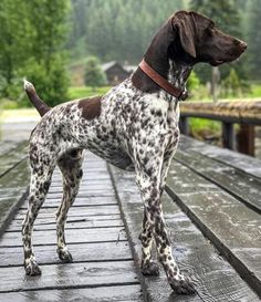 a brown and white dog standing on top of a wooden deck next to trees in the background