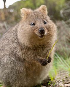 a small animal standing on its hind legs in the grass and looking at the camera