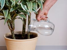 a person is pouring water into a potted plant