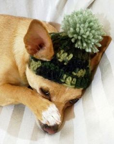 a small dog is wearing a hat with a pompom on it's head