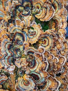 the colorful mushrooms are growing on the tree