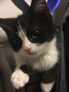 a black and white cat sitting on top of a wooden table