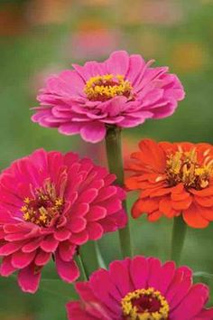 three pink and orange flowers are in the foreground, with green grass in the background