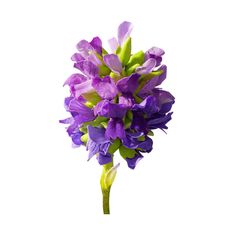 a purple flower with green stems is shown on a white background in this image, it appears to be blooming