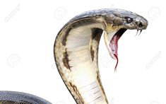 a close up of a snake with its mouth open