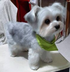 a small white dog with a green collar standing on top of a table next to clothes