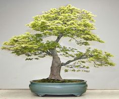 a bonsai tree in a blue pot