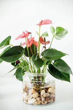 a glass vase filled with pink flowers and green leaves sitting on top of a white surface