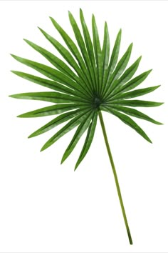 a large green palm leaf on a white background