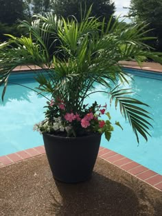 a potted plant next to a swimming pool