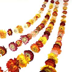 PRICES MAY VARY. 100% DRIED FLOWERS GARLAND: Your daisy flowers are harvested from natural farms. Each dry flower wreath is handmade by threading colorful chrysanthemums on twine. Each garland pack contains 42 dried flowers (1.2-2 inches in diameter) and is approx. 6.6ft in length. Compare to artificial flowers garland, they are hand-trimmed with love and care, each one is unique. Need to buy 4 PACK to achieve the effect of the first picture WARM TIPS: As everlasting flower garland, the color of Wedding Planning Boards, Flowers Garland, Home Wedding Party, Flower Chain, Party Wall, Dried Flower Wreaths, Everlasting Flowers, Rose Vines, Dry Flower