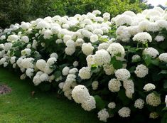 white flowers are growing in the grass