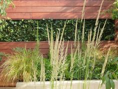 some tall grass and other plants in front of a wooden fence